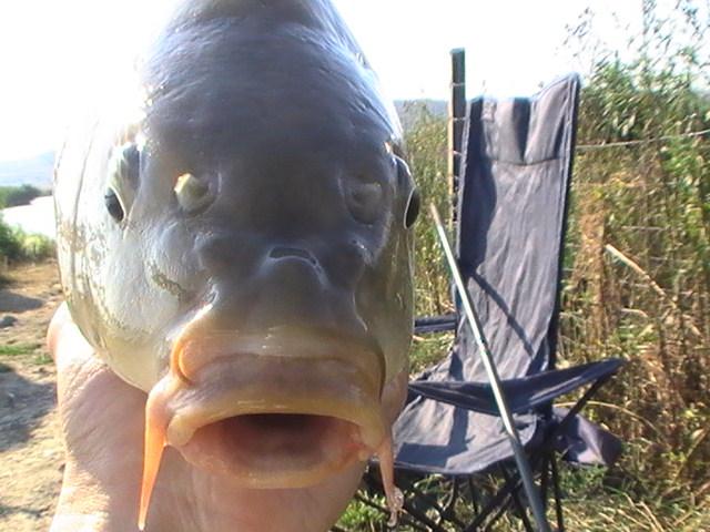 pestiiiiiiiiiiii - pic3790.JPG